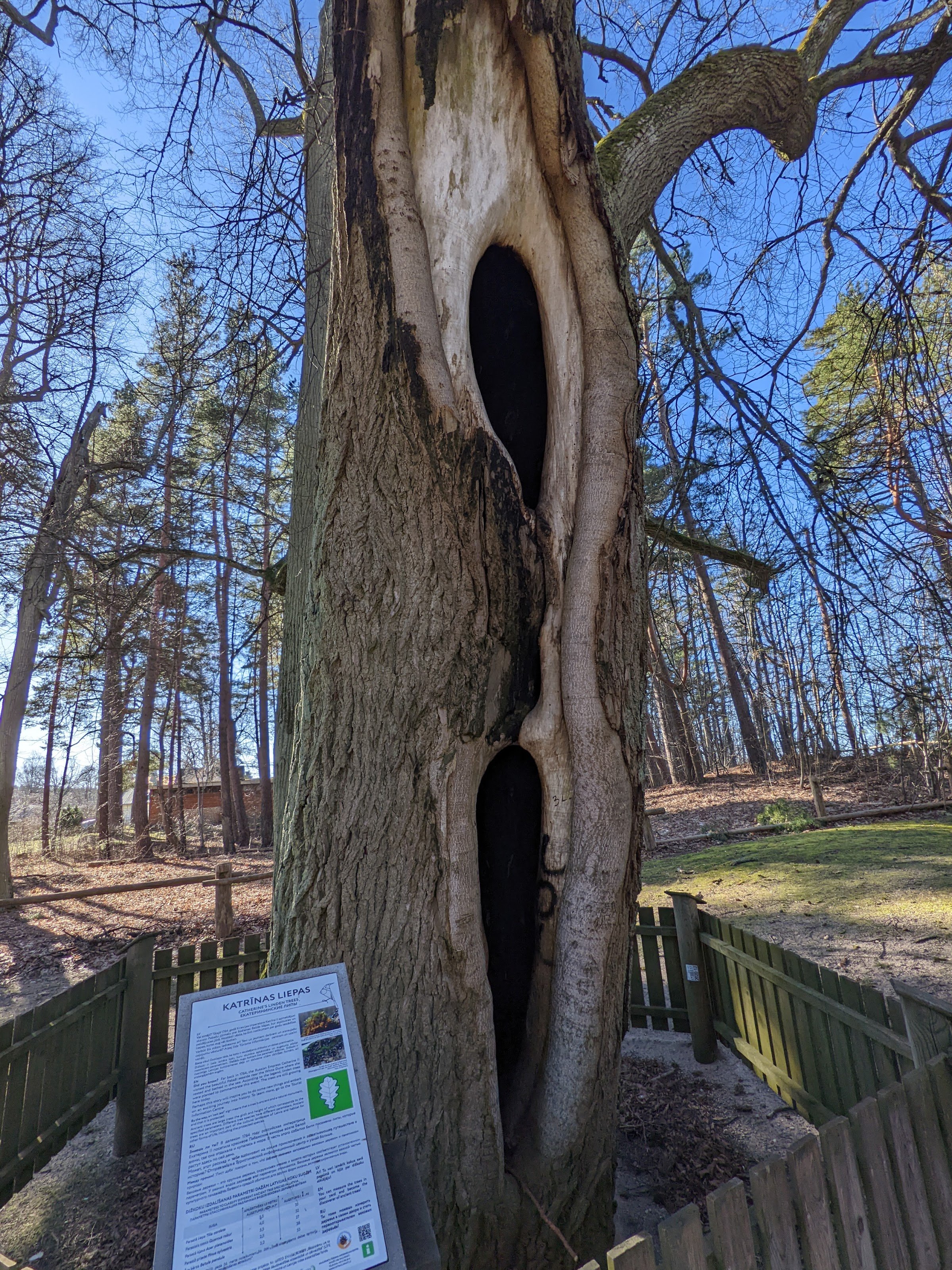 White Dune (Baltā kāpa), Saulkrasti